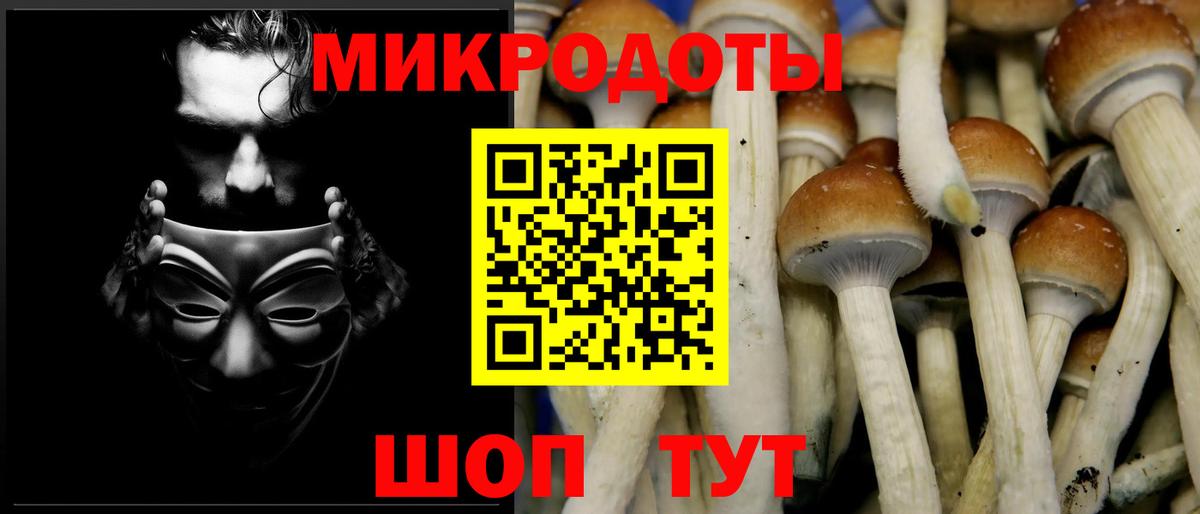 Галлюциногенные грибы Psilocybe Заинск